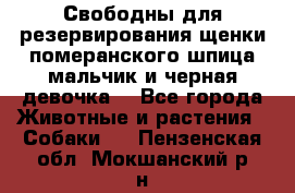 Свободны для резервирования щенки померанского шпица мальчик и черная девочка  - Все города Животные и растения » Собаки   . Пензенская обл.,Мокшанский р-н